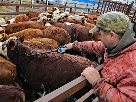 Красноярские фермеры могут получить 8-миллионные гранты. Фото: минсельхоз Красноярского края