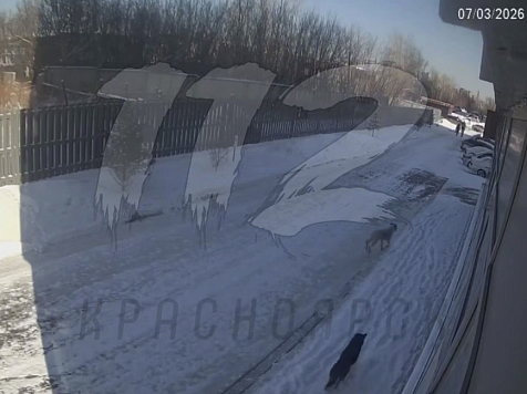 В Красноярске возбудили дело после нападения собаки на ребенка. Видео: телеграм-канал «112 Красноярск»