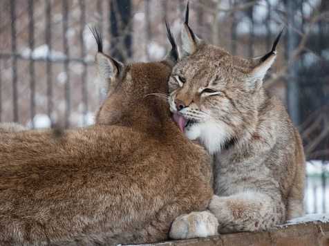 В красноярском «Роевом ручье» выберут «Символ любви» в День всех влюбленных. Фото: Telegram-канал  «Парк "Роев ручей" Красноярск»