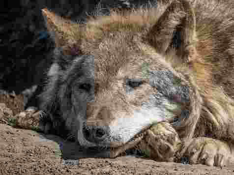 Скончался старейший волк зоопарка: по человеческим меркам прожил больше 100 лет. Фото: vk.com/roevruchey