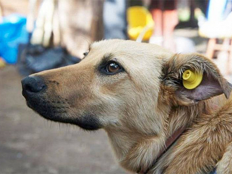 В Красноярске с начала года стерилизовали почти 1700 собак. Фото: expertsouth.ru