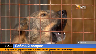 Владелец приюта грозит оставить красноярцев с 750 агрессивными собаками