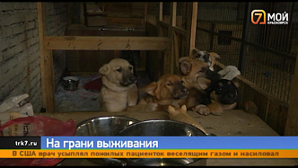 У пятисот собак в красноярском приюте заканчиваются корм и лекарства