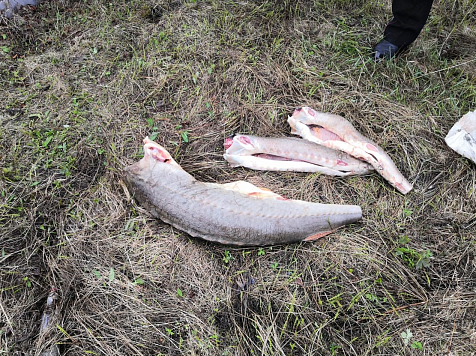 Жителя Дудинки будут судить за вылов рыбы на сумму более миллиона рублей . Фото, видео: МВД 