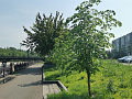В Красноярске проверяют состояние деревьев и кустарников 