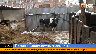 В Красноярске многодетная семья бесплатно приобрела коров и бычков благодаря господдержке