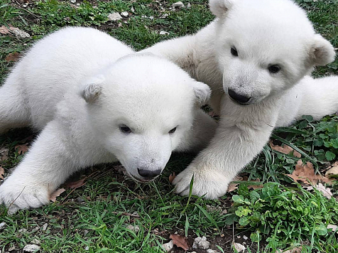 В Сафари-Парке Геленджика детям красноярского белого медведя дали имена. Фото: https://www.instagram.com/safari_park_gelendzhik/