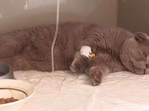 Пенсионерка выбросила породистого кота в мусоропровод с 7 этажа в Зеленогорске . Фото: Телеканал Твин