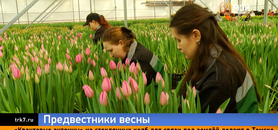 Пока красноярцы борются с февральским ветром, в теплицах уже расцвели тюльпаны