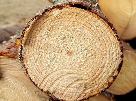 В Красноярском крае лесничий организовал незаконную вырубку деревьев. Фото: pixabay.com