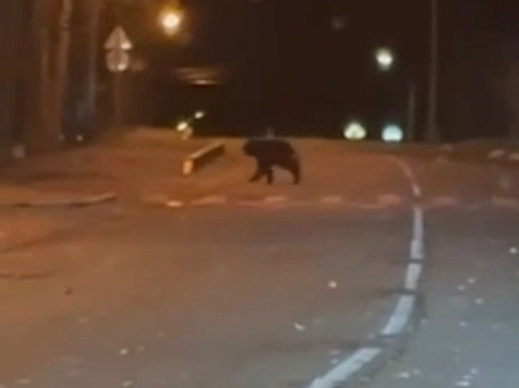 Медведь, гулявший по Красноярску, ушел в лес