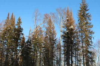 В Красноярском крае сокращают норматив льготной древесины 