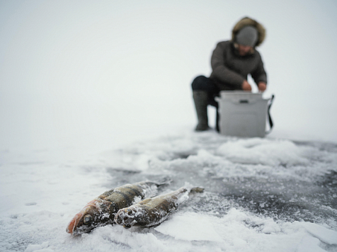 На севере Красноярского края у браконьеров изъяли рыбу почти на полмиллиарда рублей . Фото: ru.freepik.com