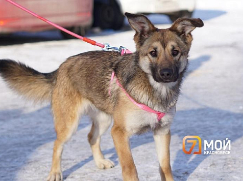 Занимавшуюся отловом собак красноярку обвиняют в мошенничестве на 3 млн