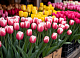 Названы места, где будут торговать тюльпанами в Красноярске 