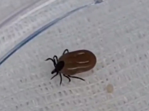 В Красноярском крае зафиксировали почти 50 случаев заражения клещевыми инфекциями. Фото: rospotrebnadzor_krsk