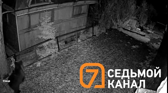 В СНТ «Спартак» под Красноярском медведи гнут заборы и ходят по ночам