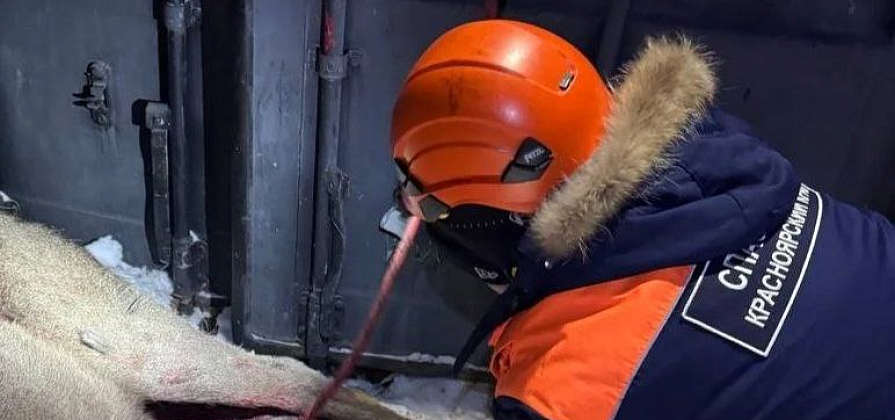 В Красноярске бродячие собаки загнали марала возле Столбов