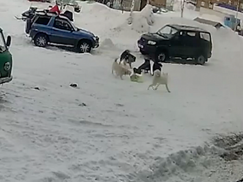 В Игарке после нападения стаи собак на 11-летнюю девочку двух животных усыпили					     title=