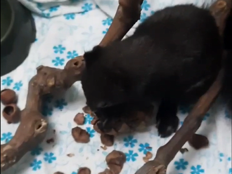 Бельчонок из красноярского Центрального парка пошел на поправку после черепно-мозговой травмы