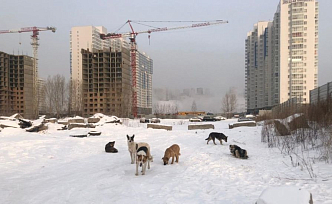 В Боготоле подрядчик получал деньги за уже отловленных собак