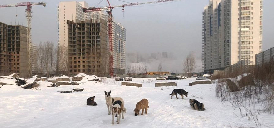 В Боготоле подрядчик получал деньги за уже отловленных собак