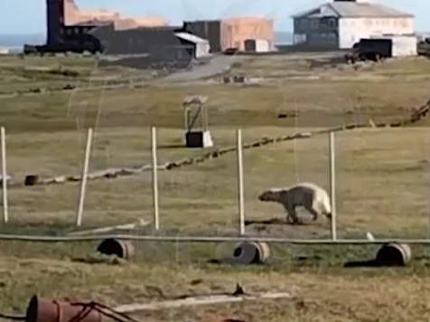 В Диксоне белый медведь попытался напасть на работников аэропорта. Фото и  видео: Kras Mash/tg.me