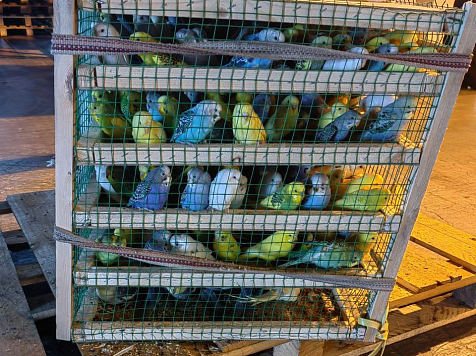 570 попугаев привезли в Красноярск из Киргизии: посмотрите, какие они милые. Фото: Россельхознадзор Красноярского края