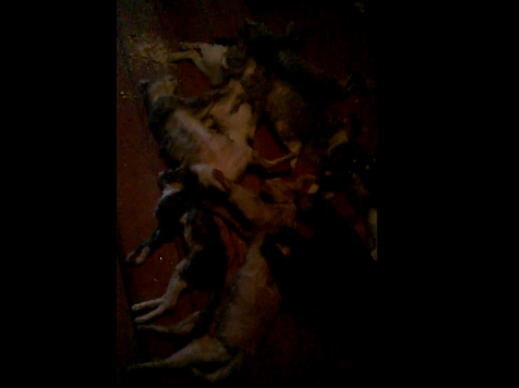 «Никогда не видели столько мертвых животных»: 15 кошек задохнулись после пожара в частном доме (видео). Фото, видео: Анна Иванова / vk.com