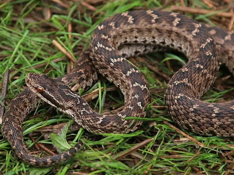 Красноярские спасатели откачали мужчину после укуса ядовитой змеи в нацпарке «Столбы». Фото: КГКУ «Спасатель»