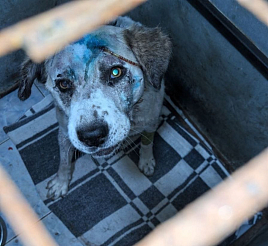 В Красноярке грабители забрались в частный дом и изрубили охранявшую его собаку топором