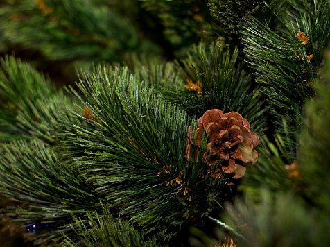 Красноярский зоопарк примет нераспроданные новогодние ели и пихты. Фото: https://vk.com/roevzoo