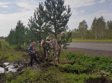 В Красноярском крае высадят более 60 тысяч деревьев и кустарников . Фото: krskstate.ru