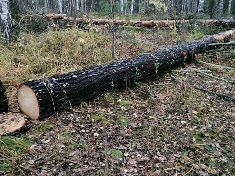 Двадцать пять уголовных дел завели на жителя Красноярского края за вырубку 8 тыс. деревьев. Фото и видео: МВД