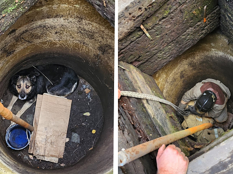 В Красноярском крае спасли провалившегося в колодец пса. Фото: МЧС Красноярского края