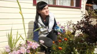 В Сибири от холода надо спасать даже хризантемы