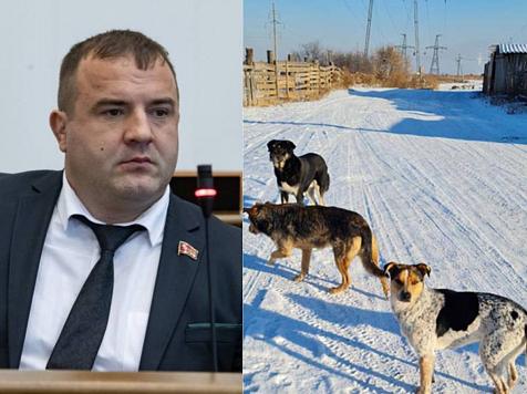 Красноярские депутаты предложили усыплять бродячих собак, которых после отлова не берут из приютов. Фото: t.me/vahteldeputat