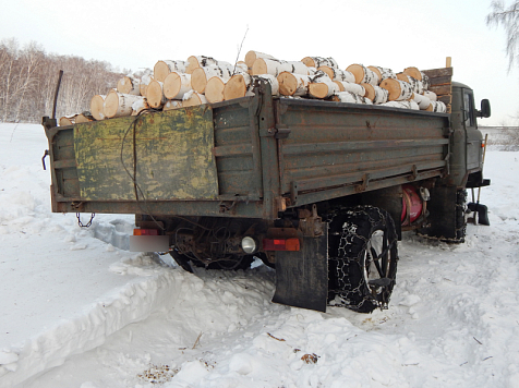 Житель Красноярска может сесть в тюрьму из-за 12 спиленных берез. Фото: 24.мвд.рф