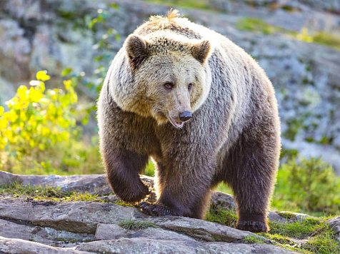 В Красноярском крае браконьеры жестоко убивали медведей. Фото: pixabay.com