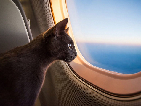 Красноярцы смогут брать в самолёт сразу трёх животных. Фото: ©  GummyBone