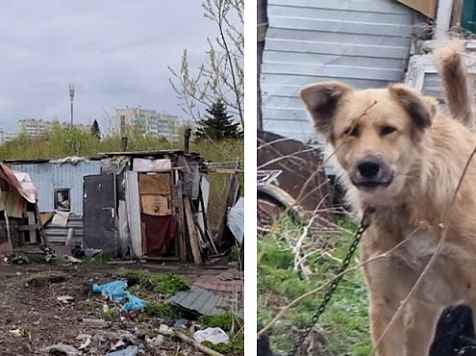 В Октябрьском районе Красноярска нашли стоянку бездомных и обглоданные останки собак. Фото: Народный Фронт