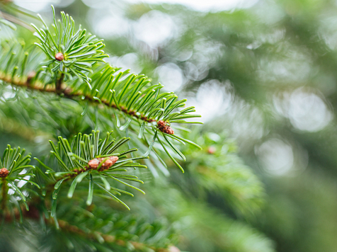 В Красноярске проверят документы, разрешающие заготовки хвойных деревьев на 42 елочных базарах. Фото: freepik.com