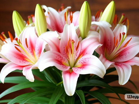 Букет из лилий довел до реанимации женщину из Красноярска . Фото: Шедеврум