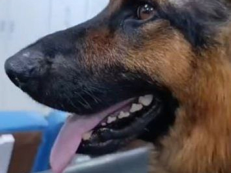 Овчарка с расколотым черепом из Абана после выписки получила новый вольер и новую жизнь