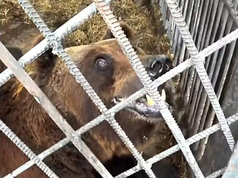 Московский парк львов забрал медведя из клетки в Красноярском крае. Фото: Парк львов «Земля Прайда» / VK