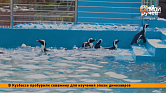 В «Роевом ручье» показали видео с купающимися пингвинами