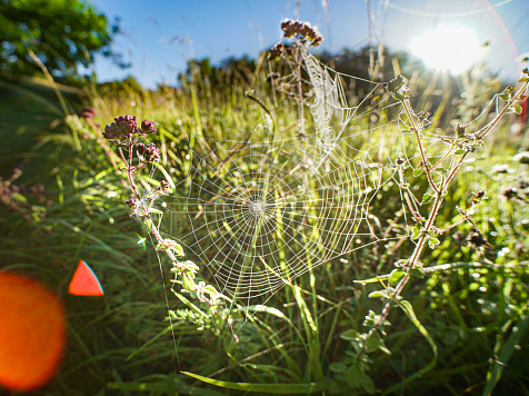 В Красноярском крае выявили первый случай заболевания клещевым энцефалитом в этом году . Фото: unsplash.com