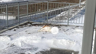 В Красноярске хозяйка выкинула собаку из окна 14 этажа