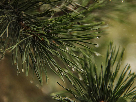 В Красноярске на выходных и следующей неделе ожидаются дожди и грозы . Фото: JN Photos / VK