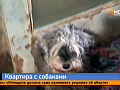На Менжинского 30 собак в квартире превратили жизнь девятиэтажки в зловонный кошмар